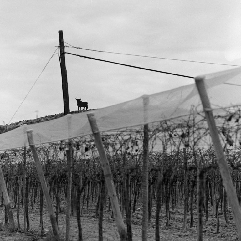 045-Toro_Osborne_Monforte_del_Cid_CVBN